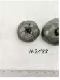 Click for 1 image(s) for this accession. FRUIT